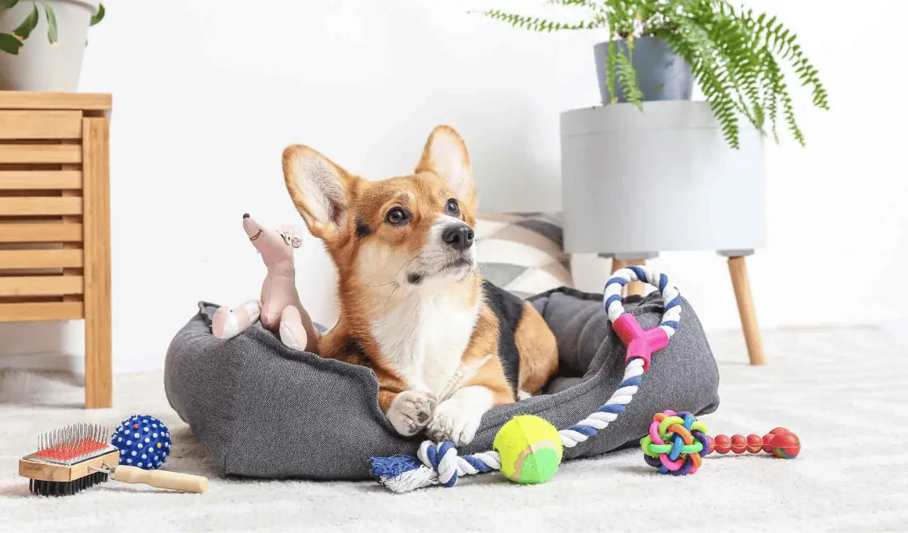 10 Pet Products Our Editors Swear By for Their Furry Friends