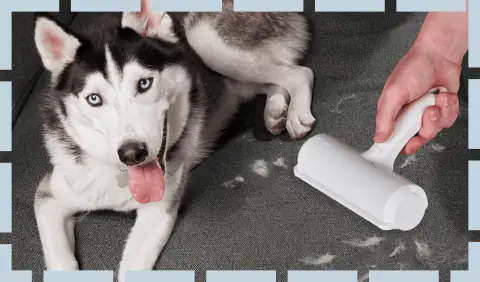 This ChomChom Roller Made Cleaning Pet Hair Weirdly Satisfying