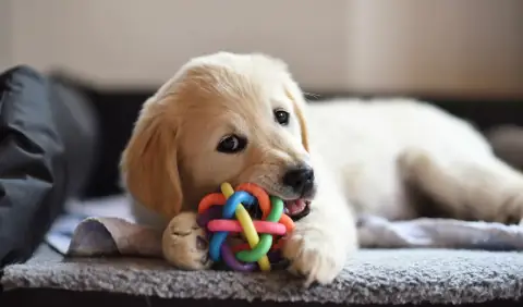 How to Choose Safe and Fun Pet Toys for Everyday Play