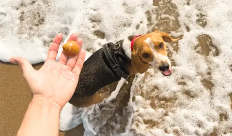 Are Seashells Dangerous for Dogs? Vets Explain Why It’s Riskier 