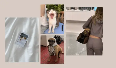 Cutest Pet Trends TikTok Instagram