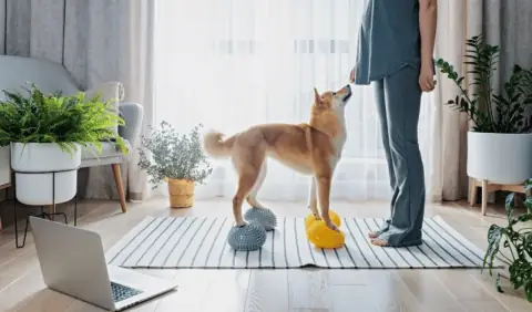 Simple Ways to Keep Your Pet Happy and Healthy Every Day