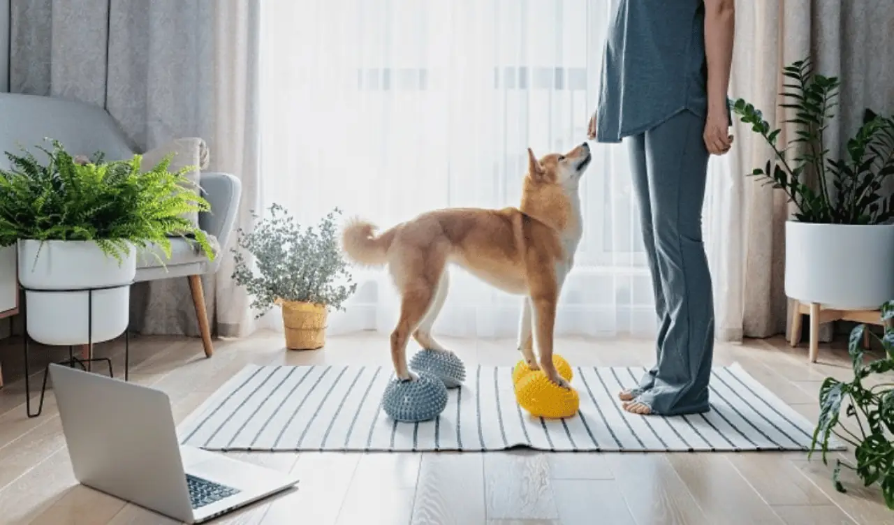 Simple Ways to Keep Your Pet Happy and Healthy Every Day